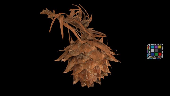 CC0 コウヨウザン果実 🌲 Chinese Fir, C. lanceolata – Free 3D Model STL