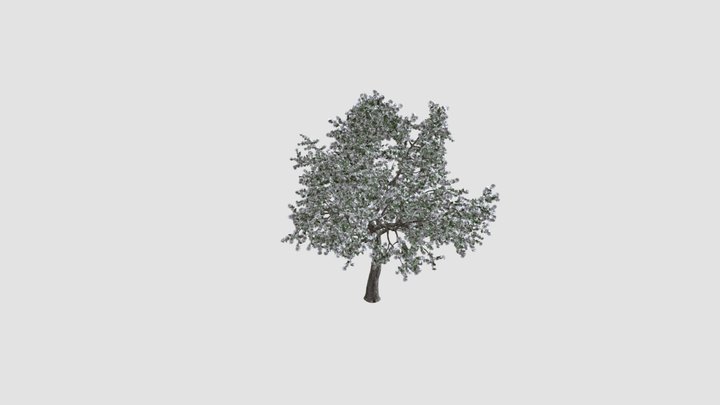 Pyrus 3D models - Sketchfab