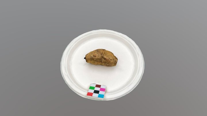 🟢🟨地瓜(蒸,小,1個) 3D Model