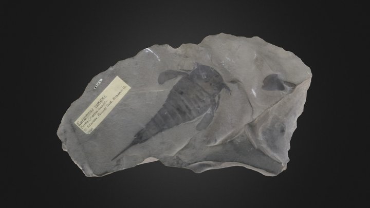 Eurypterid: Eurypterus remipes (PRI 70770)