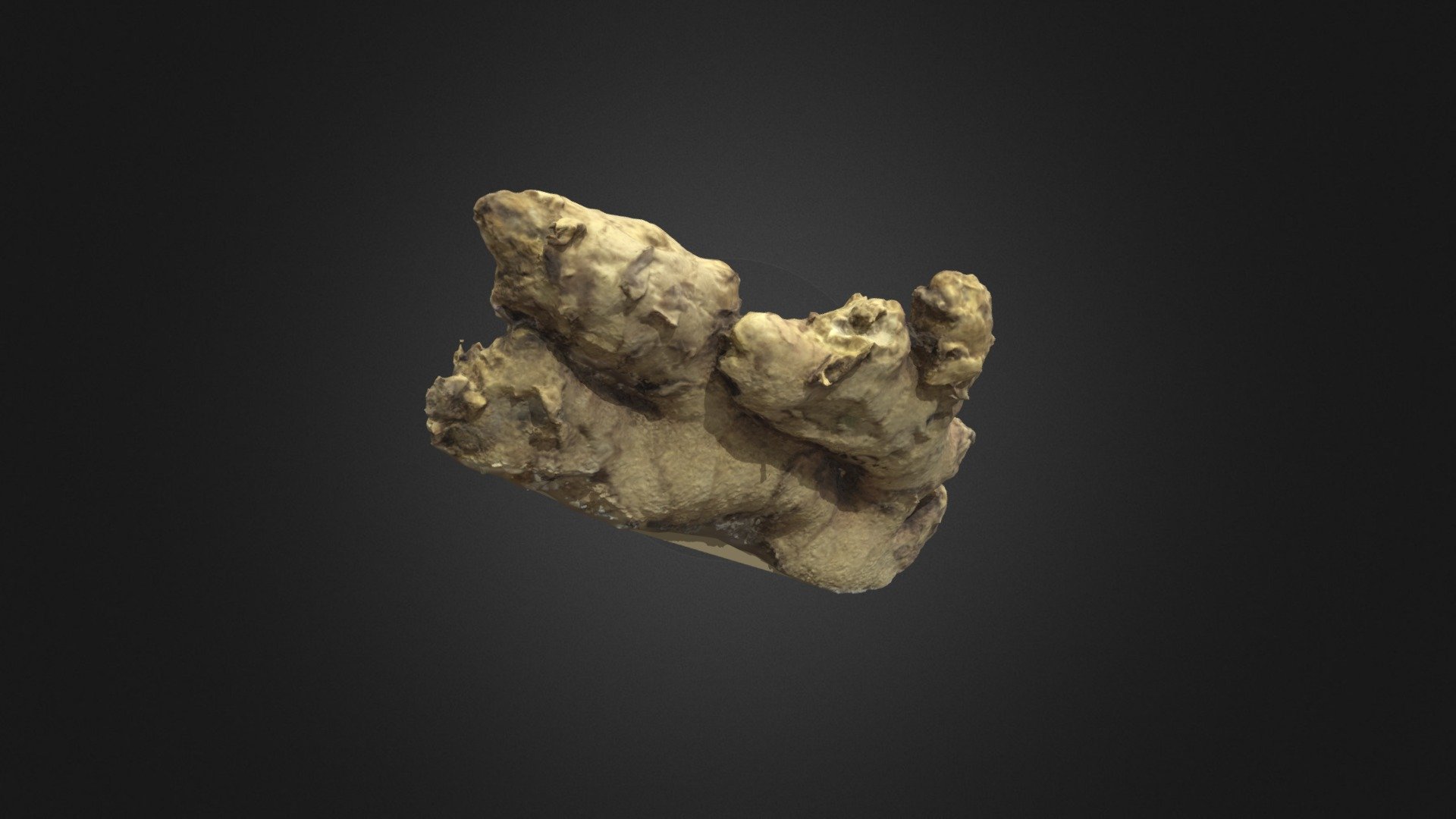 Ginger | Jengibre | Photogrammetry