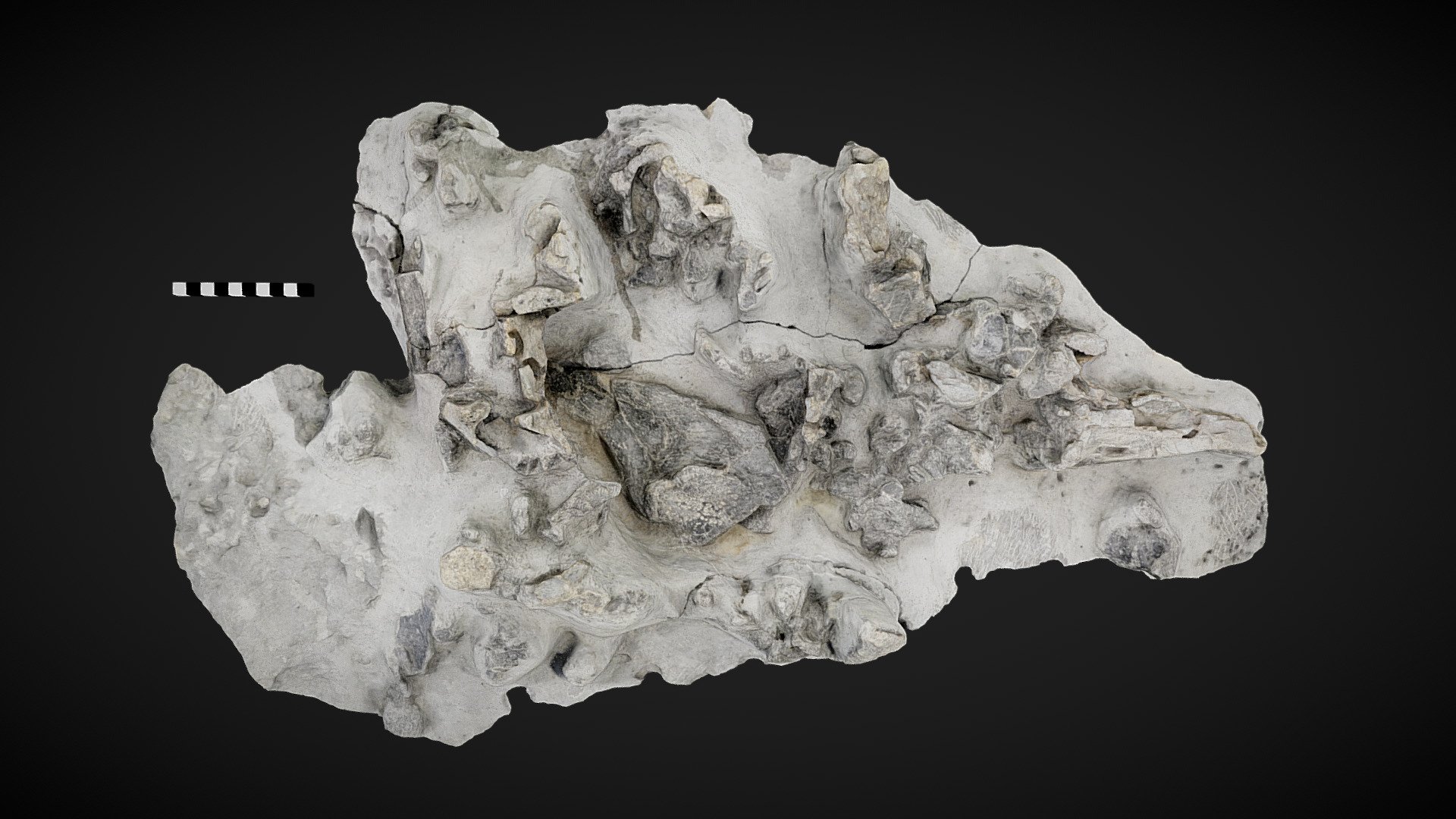 The Elgol Dinosaur — Sketchfab embed 3D viewer