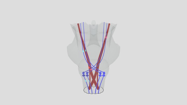 Decussations of pathways in the brainstem 3D Model