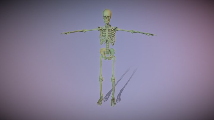 Esqueleto puntos de referencia 3D Model