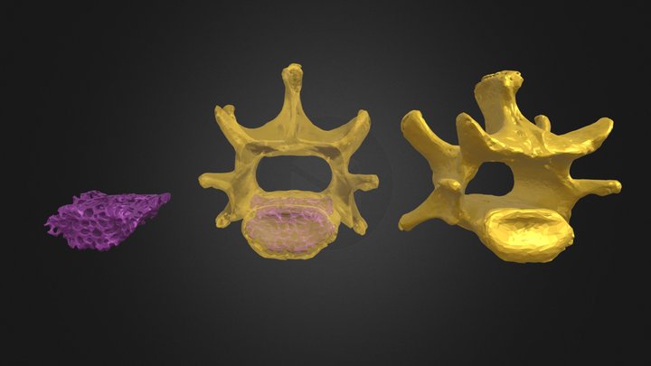 Chrotomys vertebra (FMNH 193744) 3D Model