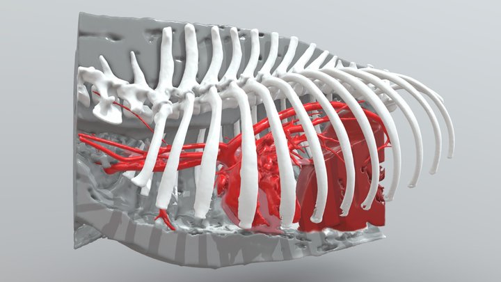 Canine Thorax normal anatomy 3D Model