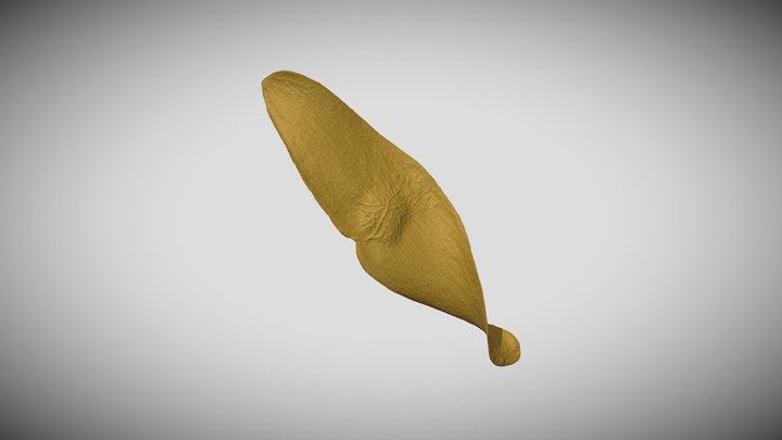 Ailanthus seed 3D Scan! – Free 3D Model STL