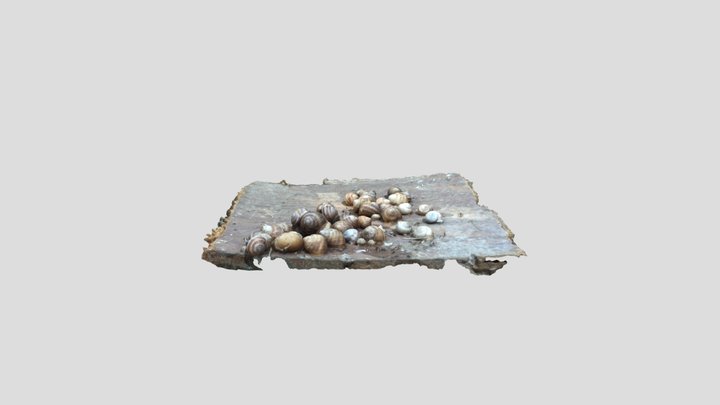 Snails 3D Model