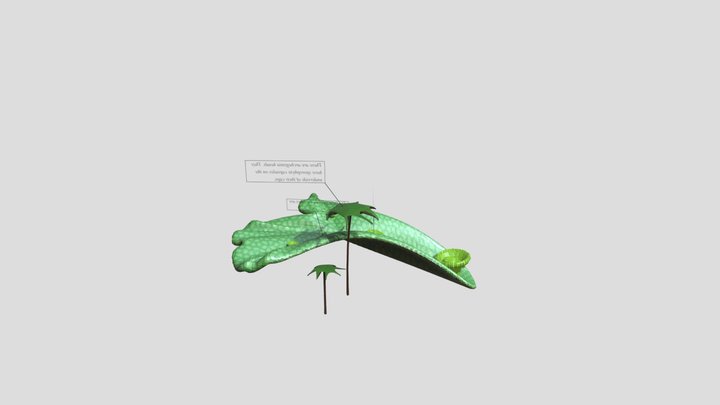 Marchantia polymorpha 3D Model