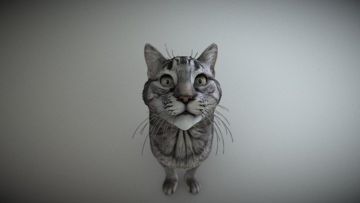 Cat test 3D Model