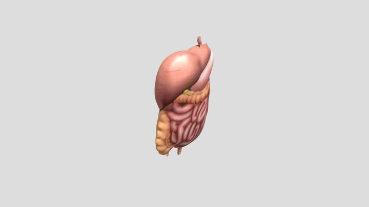 Organ Tubuh 3D Model