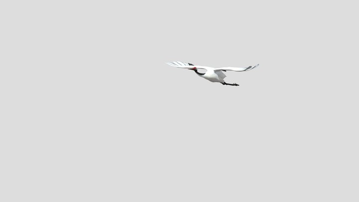 Demo-ciguena-hernan3d 3D Model