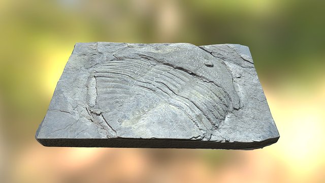 Trilobite fossil 3D Model