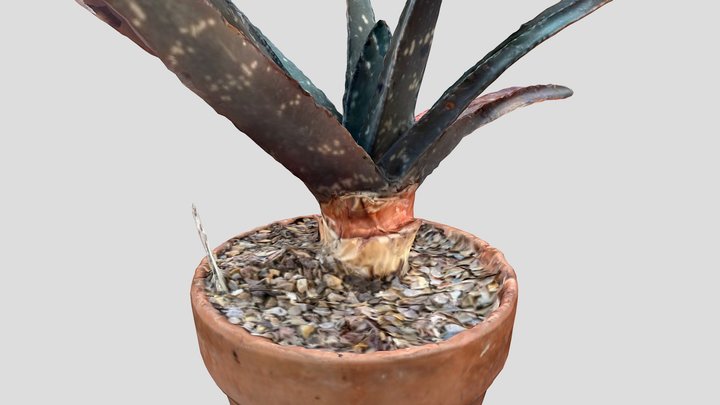 Succulent in pot 3D Model