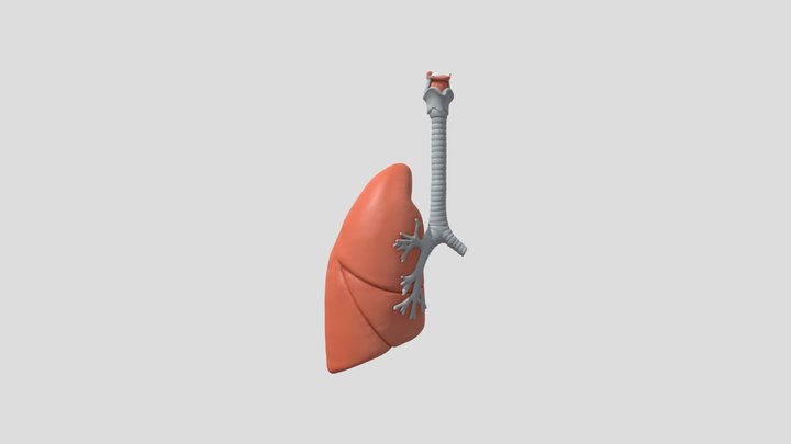 Paru - paru bagian kanan 3D Model