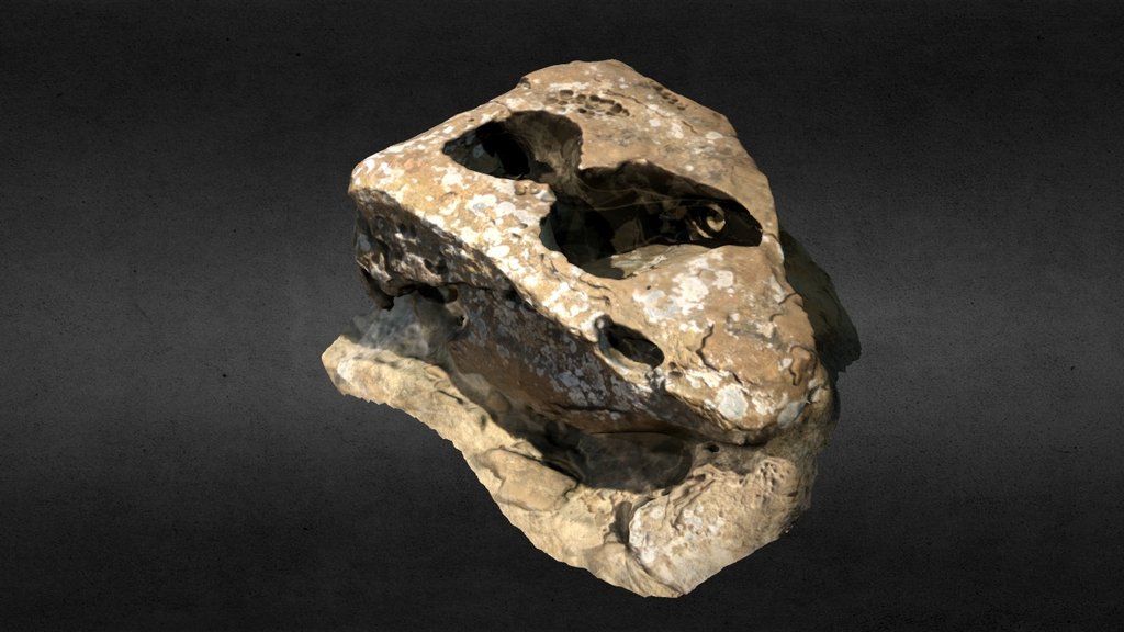 Esqueleto Arenisca Fm Rosario/Sandstone skeleton