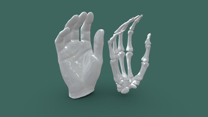 Hand Anatomy, Medical Model 3D Model