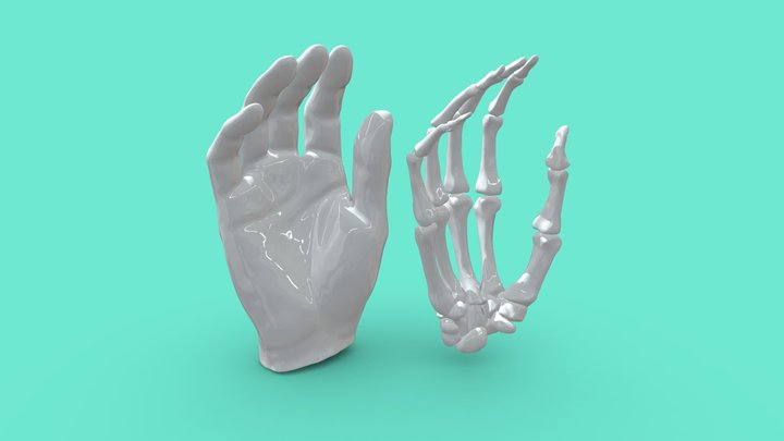 Hand Anatomy, Medical Model 3D Model