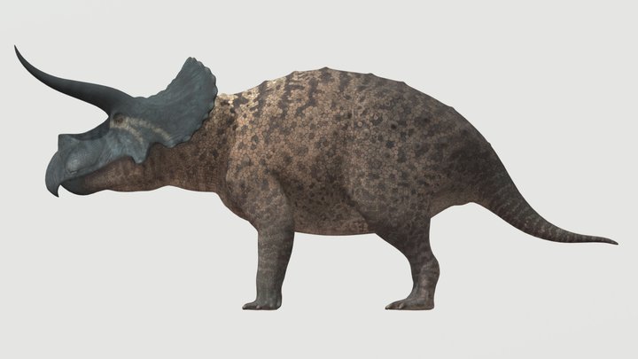 Accurate Triceratops horridus
