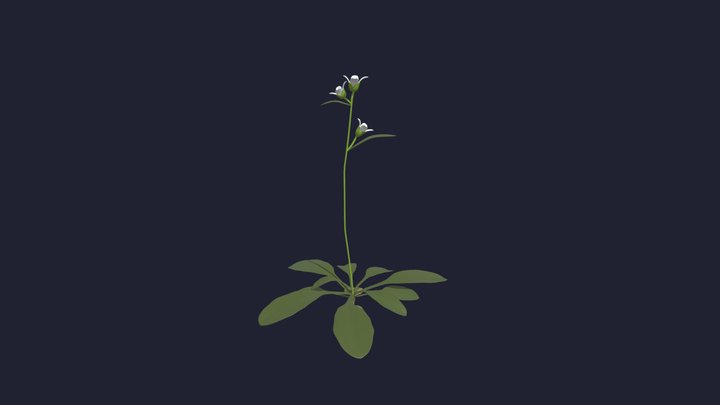 Arabidopsis thaliana model 3D Model