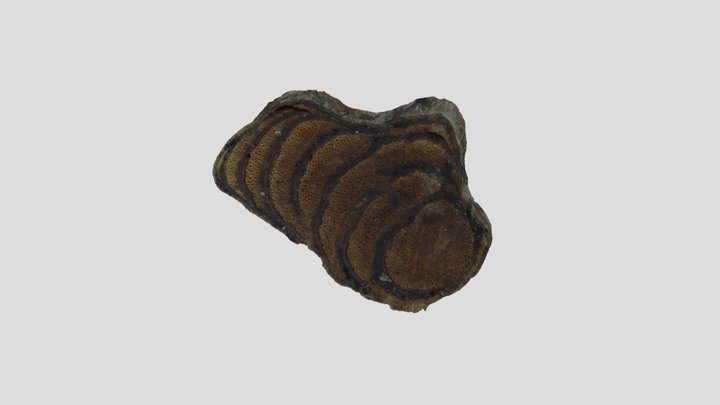 鸡血藤 SPATHOLOBI CAULIS 3D Model