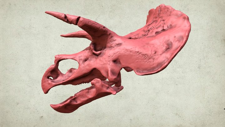 Skull from Triceratops horridus (USNM PAL500000) – Modello 3D gratuito STL
