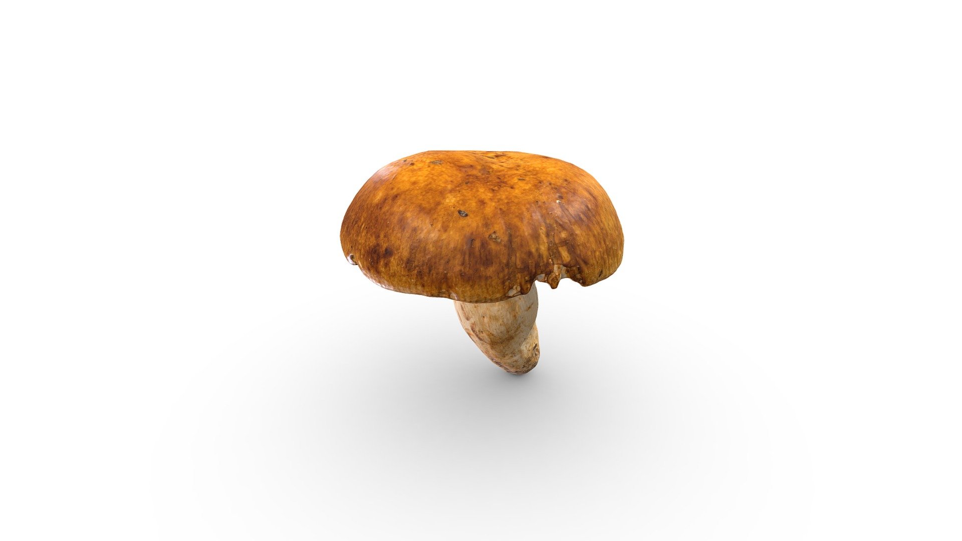 Brown Forest Mushroom 3d Model By Rawcatalog E79f285 Sketchfab 0744