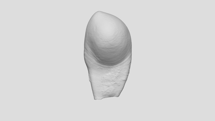 Exp. 40 Premodification 3D Model