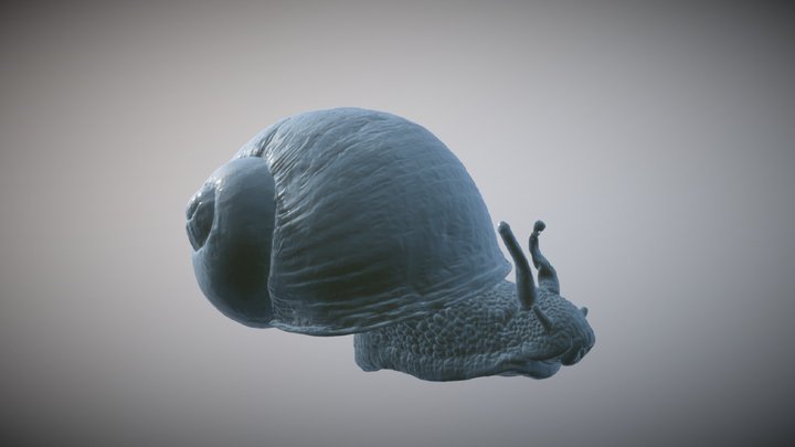 Roman Snail body and shell 3D Model