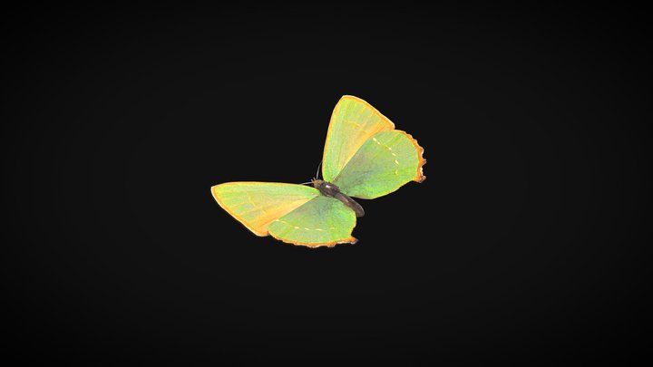Green Hairstreak