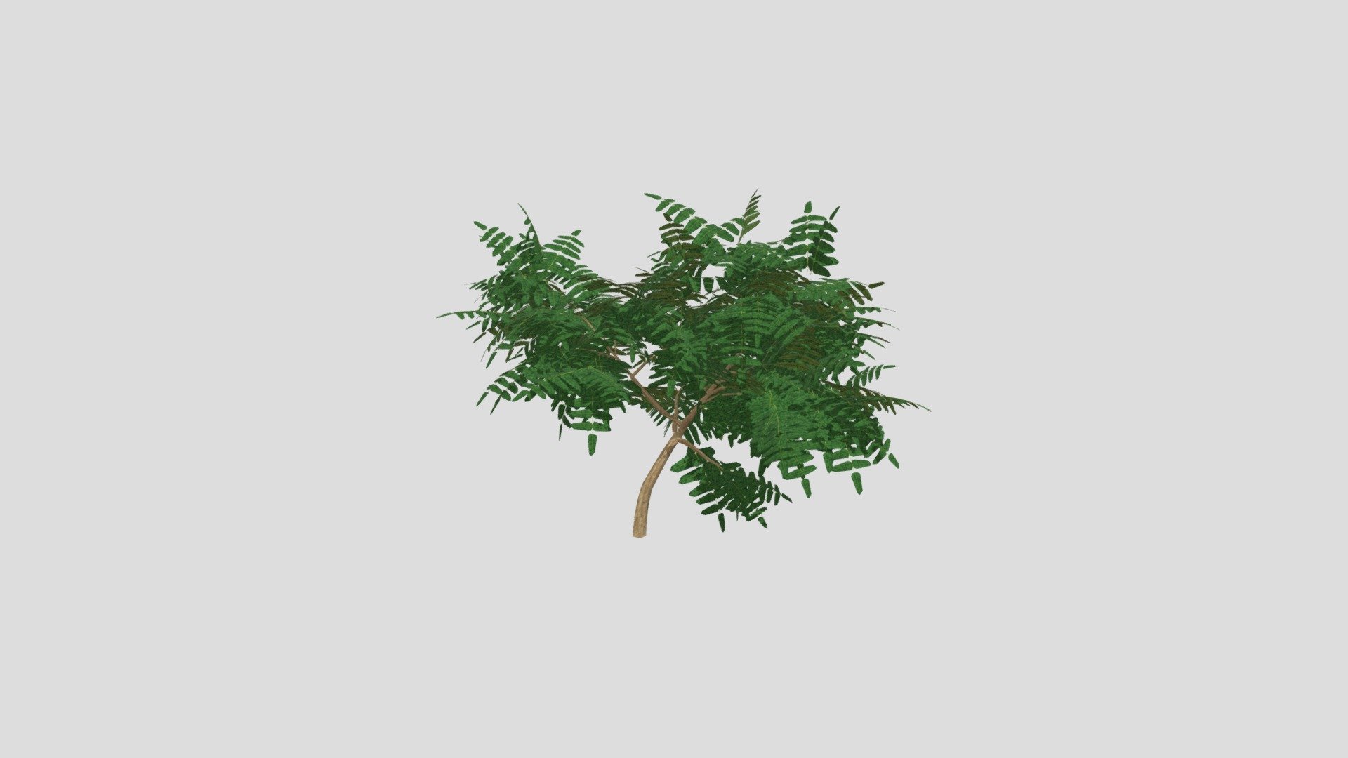 Acacia