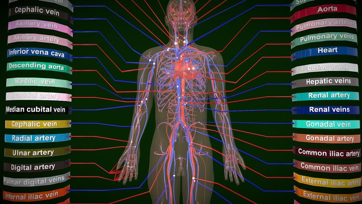 Circulatory System Human Anatomy 3D Model
