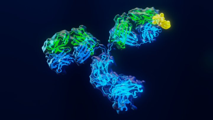 Antibody 2 3D Model