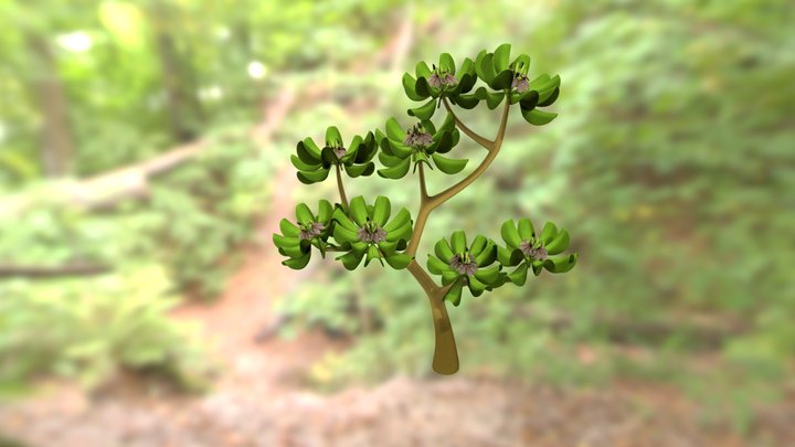 seaLettuce 3D Model