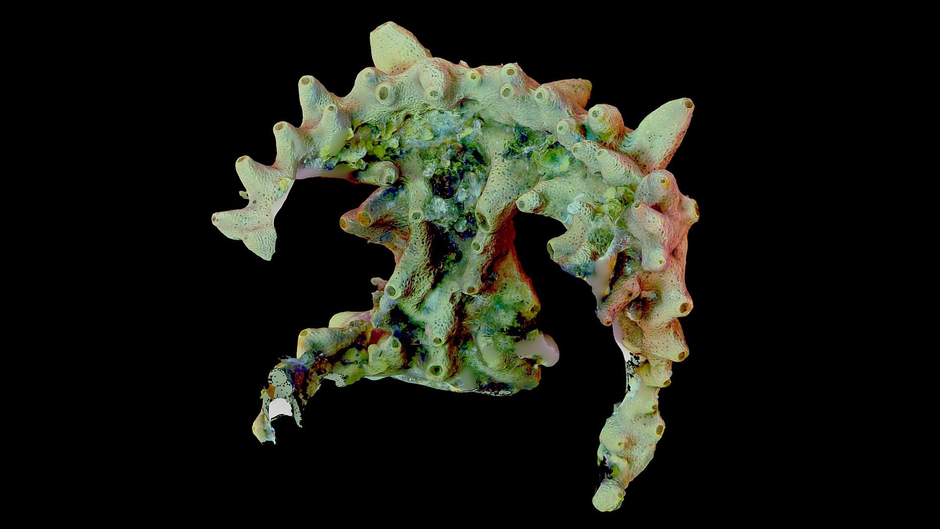 #50: Smenospongia aurea