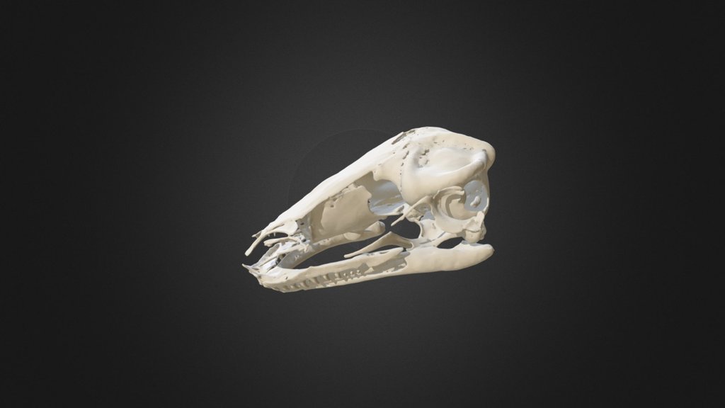 Xenopus longipes 3D model by Blackburn Lab (ufherps) [e7be72d