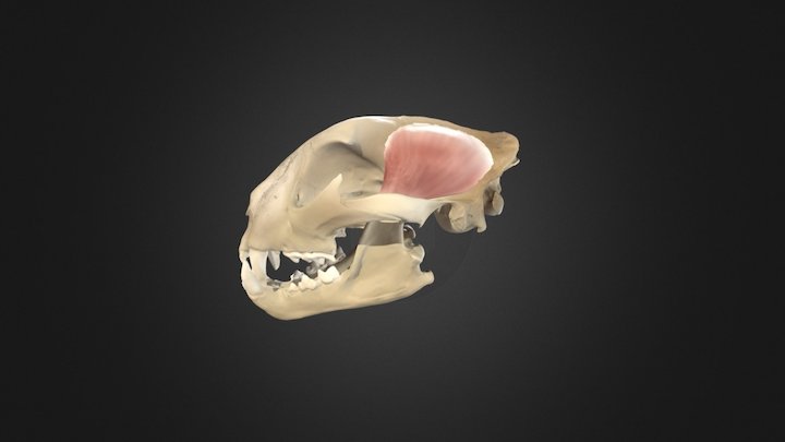 Panthera Pardus [Leopard] Skull 3D Model