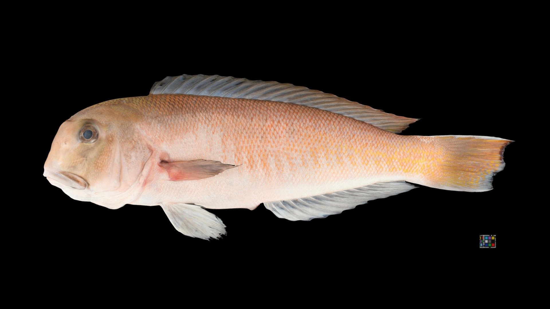 シロアマダイ White Horsehead, Branchiostegus albus