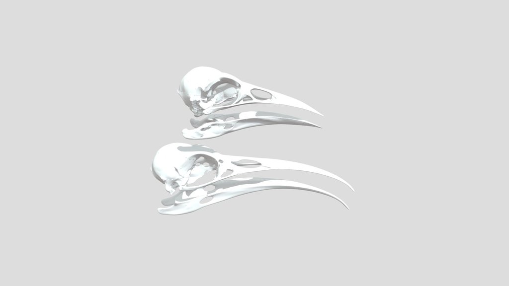 Huia (male and female) Skulls