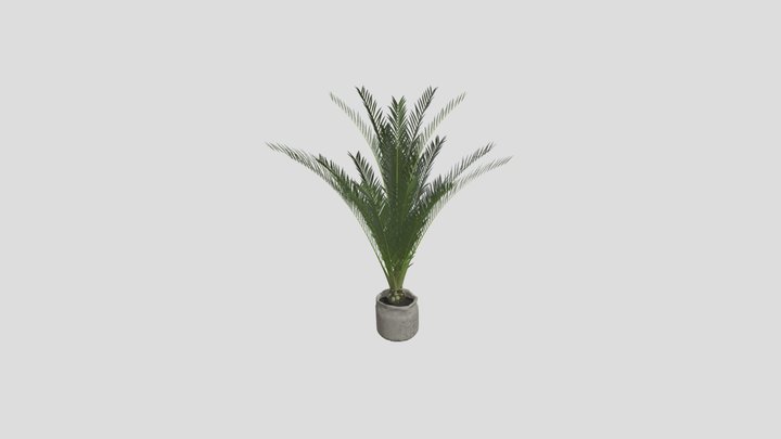 Palm Plant In Fabric Pot