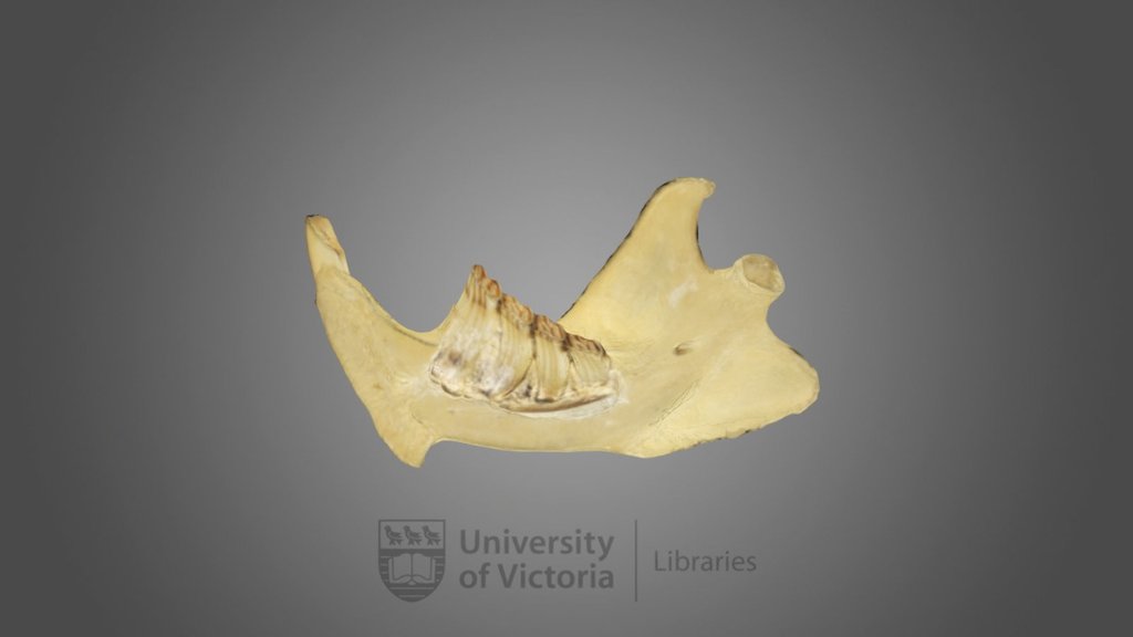 American Beaver specimen 02 : female