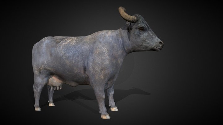 Buffalo 3D Model