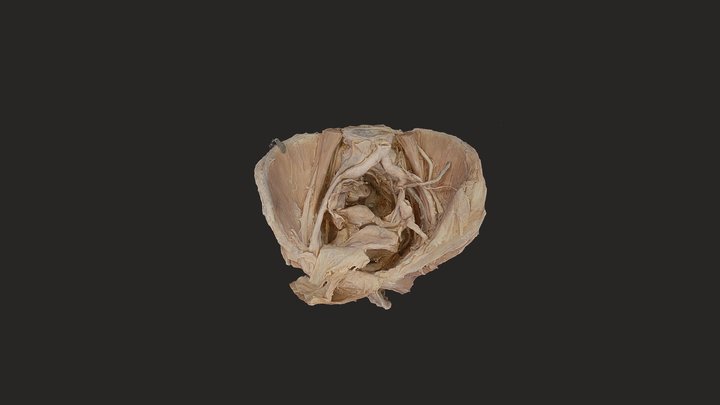 Pelvis High Dense Cloud Version 3D Model