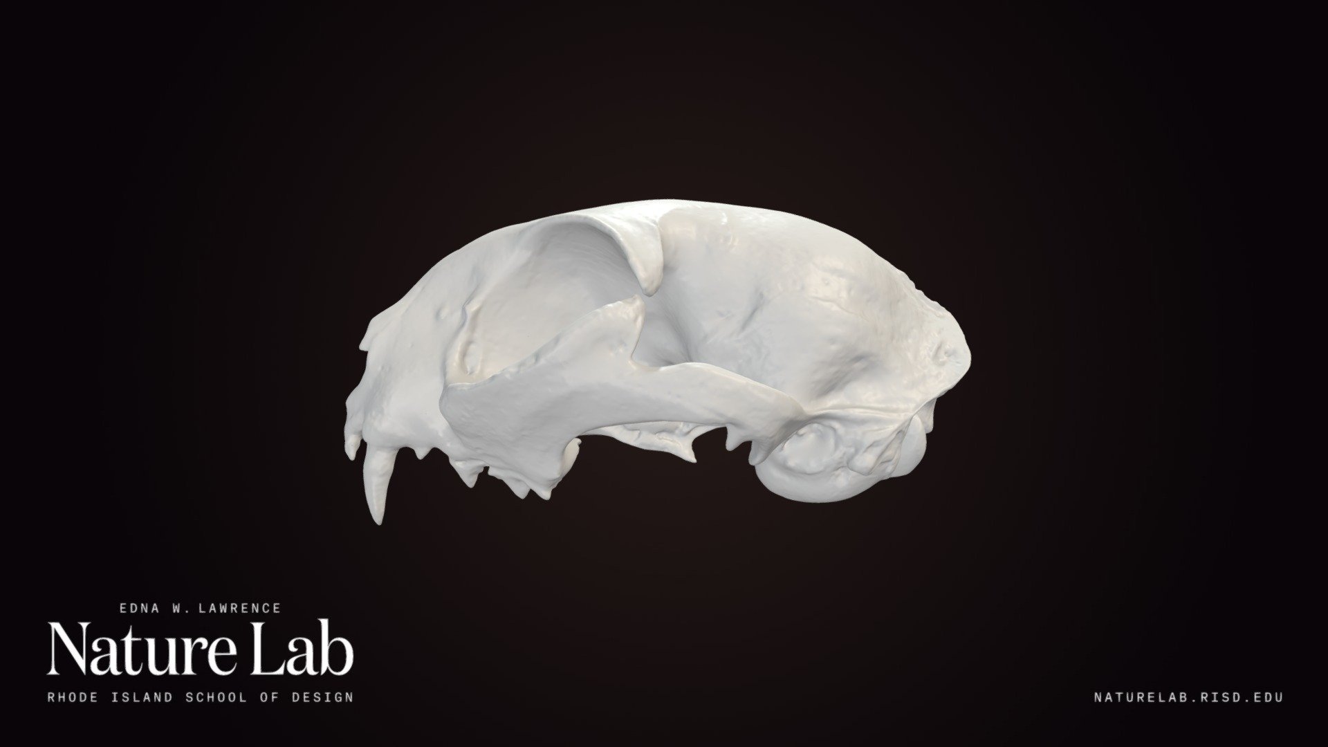 Domestic cat cranium