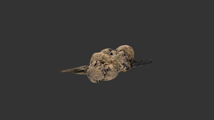 Carole test 3D Model