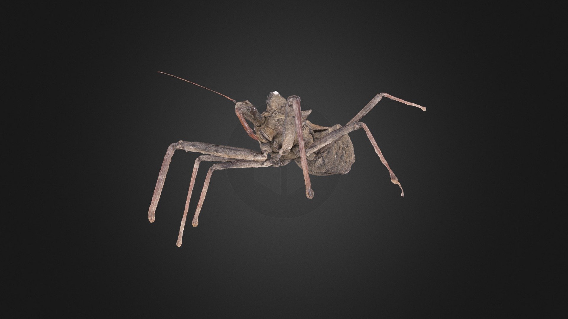 Wheel Bug