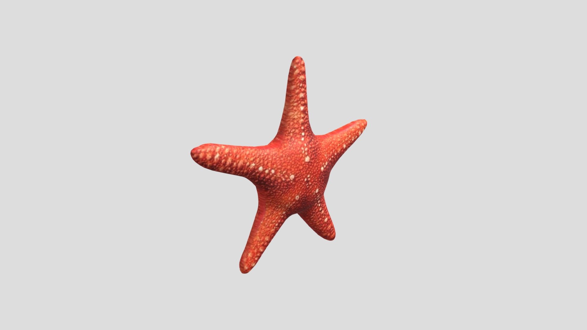 Bintang Laut - 3D model by serlina23 [e7e291b] - Sketchfab