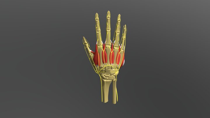 All hand bones, muscles, nerves 3D Model