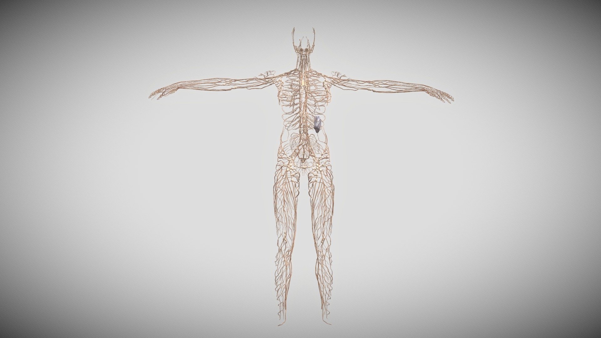 Human-Lymphatic System - 3D model by 1225659838@qq.com (@Novaky ...