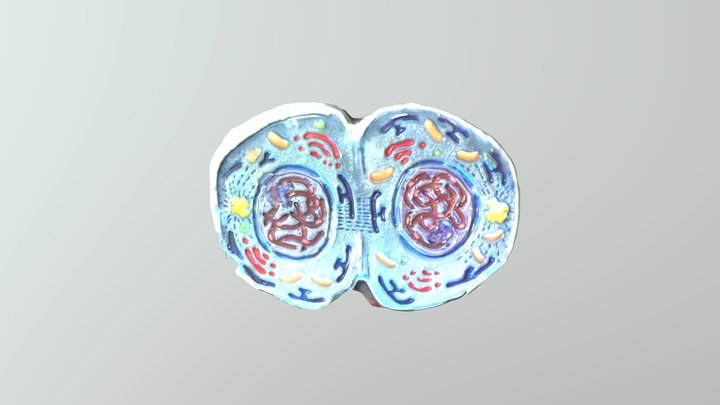 Mitosis Stage 9 3D Model